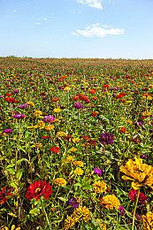 EA CEO：游戏演员罢工短期内不会给公司带来影响